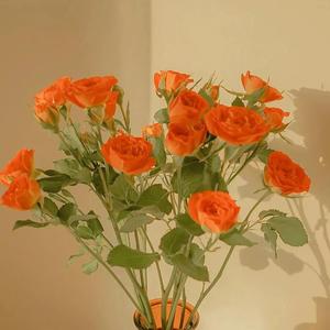 av无码aV天天aV天天爽
